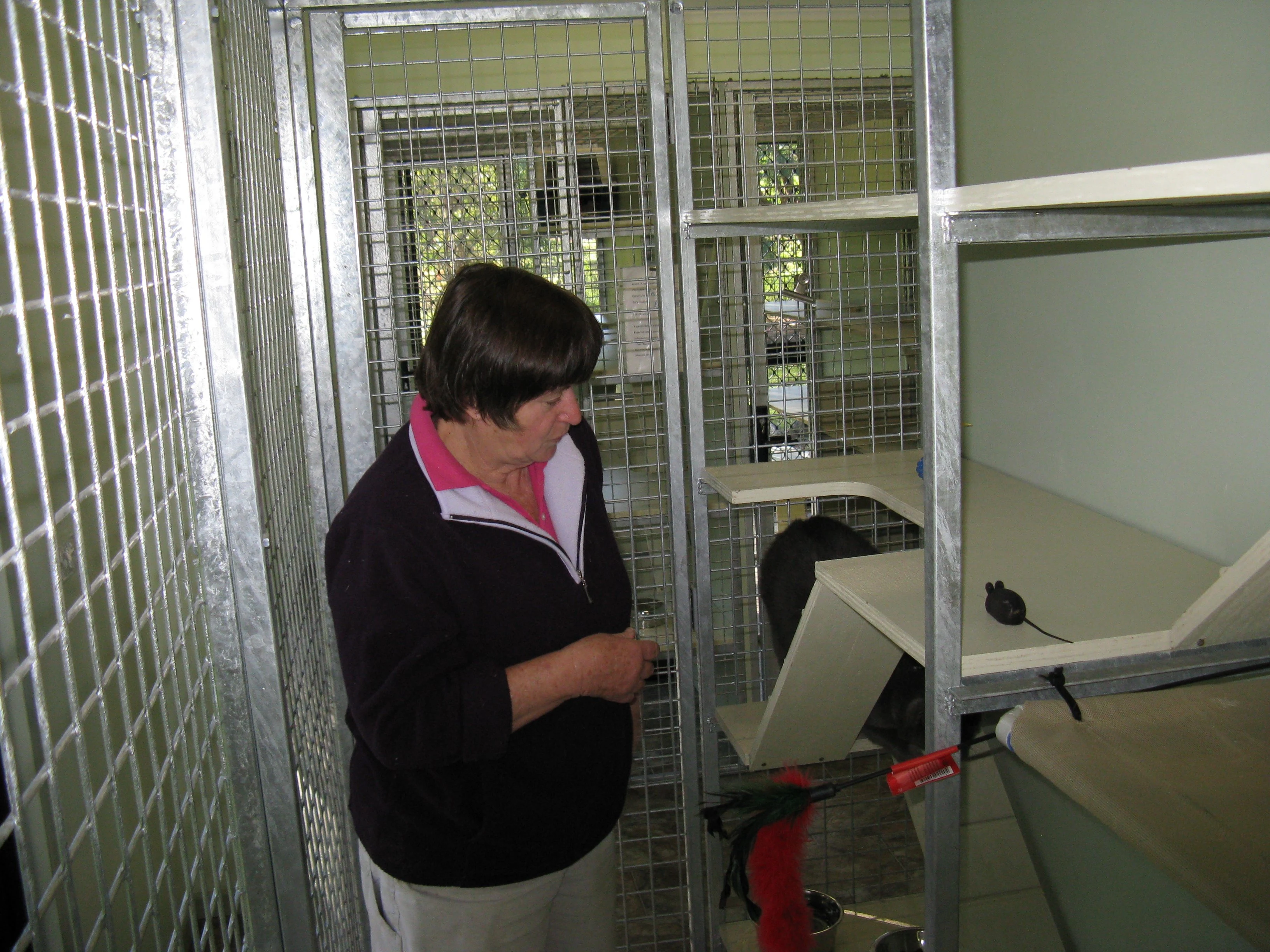 Staff member attending to a cat in its unit