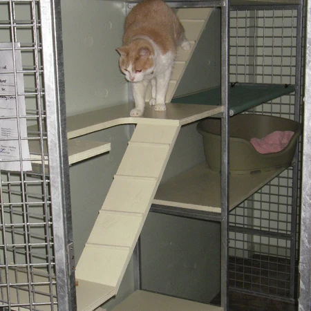 Cat in a multi-level individual cattery unit