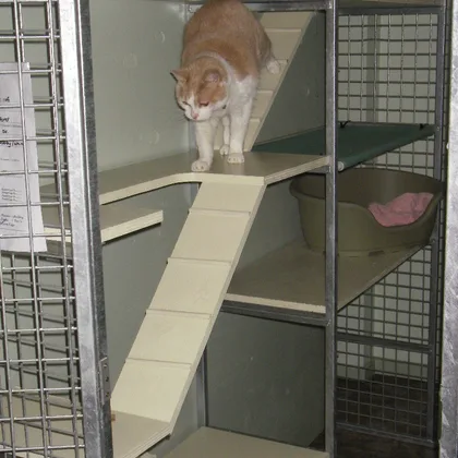 Cat using shelves and a ramp in a cattery unit