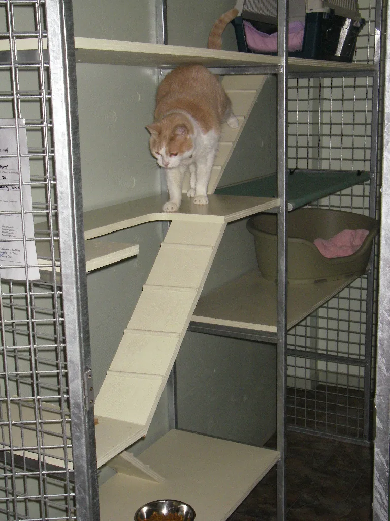 Cat using shelves and a ramp in a cattery unit