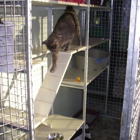 Cat using shelves and a ramp in a cattery unit