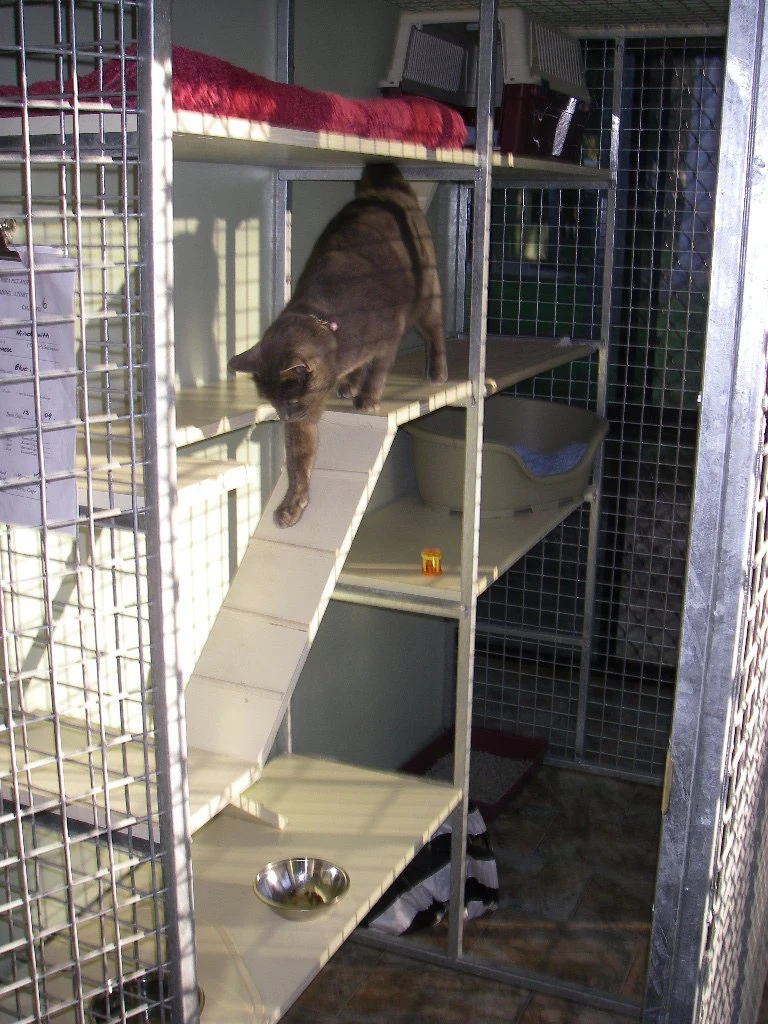 Cat using shelves and a ramp in a cattery unit