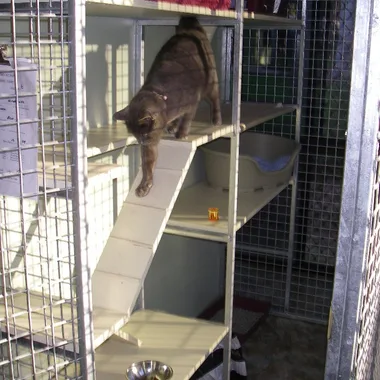 Cat using shelves and ramps in a cattery unit