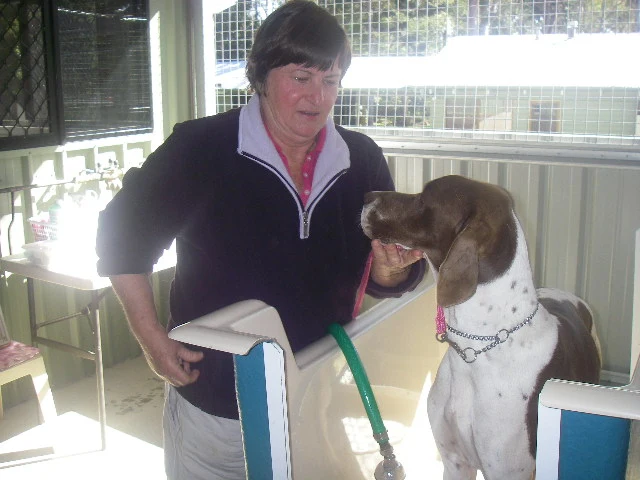 Dog being hydrobathed by a staff member