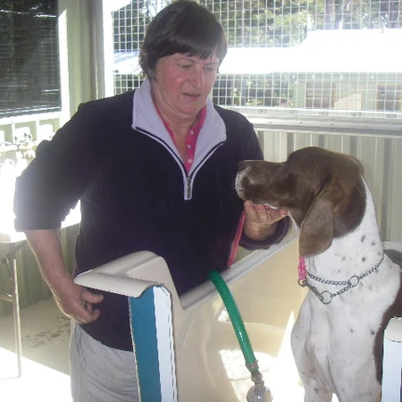 Dog being hydrobathed by a staff member